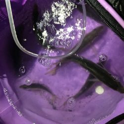 結局アジとツバス1匹